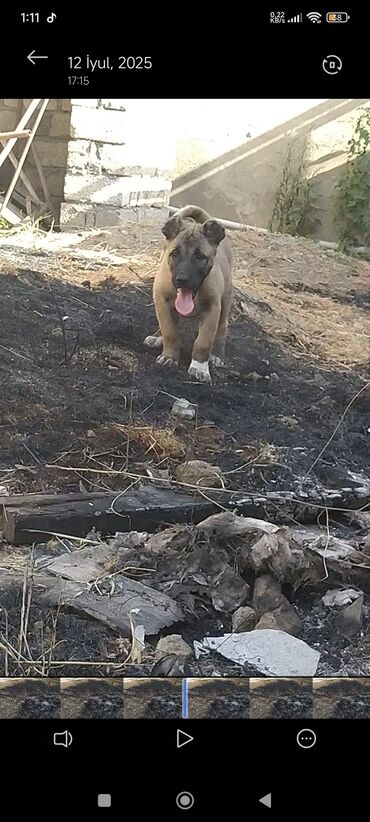 pulsuz itler verilir: Kanqal, 1 ay, Erkek, Peyvəndli, Ödənişli çatdırılma
