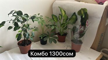 купить кольца для колодца: Предлагается набор из четырех комнатных растений в горшках. В наборе