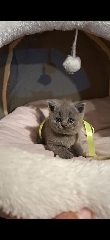 lalafo pişik: Britan, Erkək, Ödənişli çatdırılma — 1