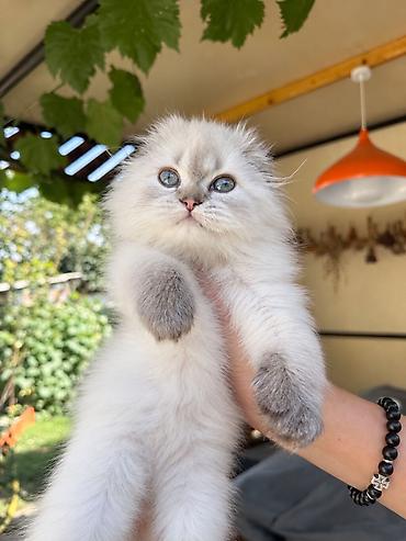 кошка потеряна найдена в бишкеке: Скотиш Фолд (Шотландская вислоухая), 2 месяца, Девочка, Серебристая шиншилла, Приучена к лотку, Проглистована, С документами — 1