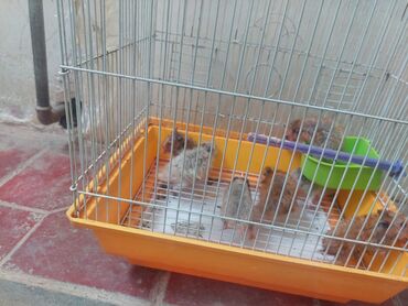 купить собаку в: Salam tecili 7 dene xamiyak satilir erkek disi qarisiqdir qefesiz