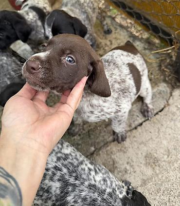 Продажа собак: Курцхаар, 1 месяц, Самец — 4