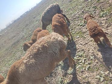 Баран, овца: Продаю | Овца (самка) | Арашан — 3