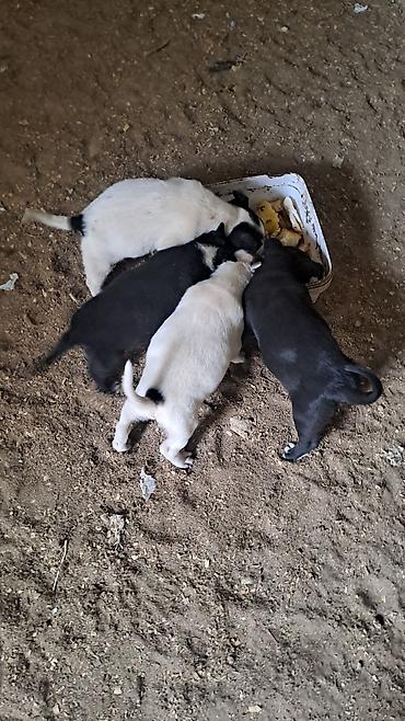 İtlər: Balalar satilir temiz zvanokdu atasiynan anasi ayri cinsdi ama temiz — 2