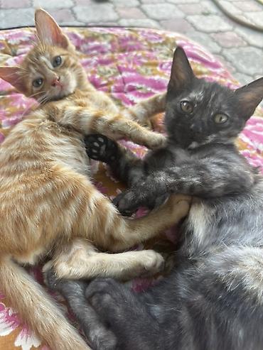 кошка майкун: Два очаровательных котёнка. - Окрас: один рыжий полосатый (табби) — 1