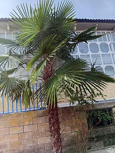 rusiyada saat necedi: Satılır palma ağacı. Balakən rayonunda yerləşir. Hündürlüyü təxminən — 1