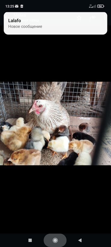 продажа цыплят в бишкеке: 3 квочки у каждой по 20 цыплят 3 дневных.беловодск 15 дневные цыплята