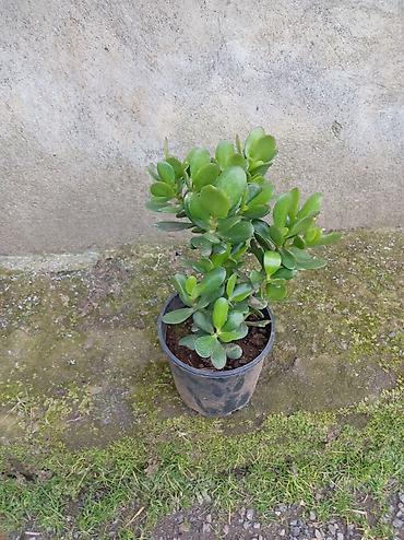 nar agacı: Succulent – Pul Ağacı (Crassula ovata) - Qalın, ətli, parlaq-yaşıl — 3
