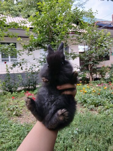 шотландская прямоухая кошка цена: Продаю карликовых крольчат, чёрный мальчик черно-белый девочка, кушают