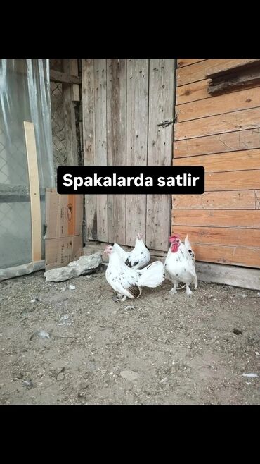qarışqa yumurtası yağı: Toyuq, Yumurtalıq, Ünvandan götürmə