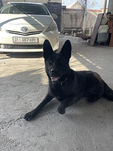 жаныбарлар ат: Вязка отличная девочка для потомства родословной Немецкая овчарка — 5