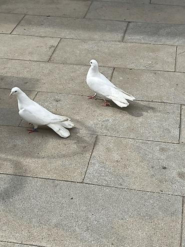 Göyərçinlər: Salam Aleykum Ağlar satilir .Şekil hərşeyi deyir nəsə yazmaqa ehdiyac — 5