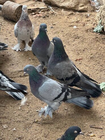 Göyərçinlər: Kəməti göylərdi içində 3 4 dənə əbrəş var. 17-20 tukdulər. kom şəkildə -da lalafo.az — 16 Göyərçinlər: Kəməti göylərdi içində 3 4 dənə əbrəş var. 17-20 tukdulər. kom şəkildə — 16