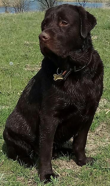 Вязка собак: Вязка: Лабрадор-ретривер, Самец, 5 лет, С родословной — 11