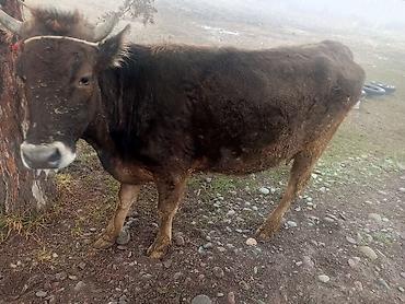 Коровы, быки: Продаю | Корова (самка) | На откорм | Привязанные — 15