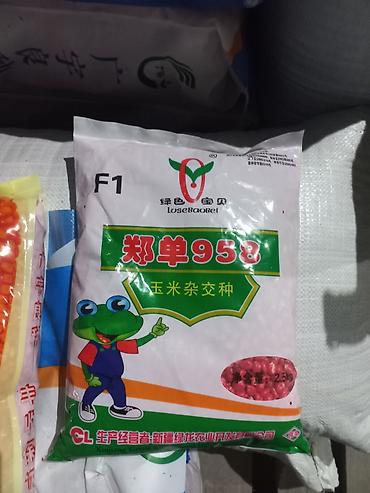 Кукуруза: Жүгөрү үрөндөр сатылыт Семена Кукурузы Ала-Тоо Манас Чуй-62 Будан — 11