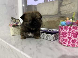 İtlər: Pekines, 2 ay, Dişi, Peyvəndli — 8