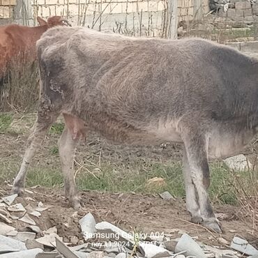 simmental inek: Inəklər, öküzlər