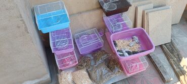 Gəmiricilər: 2cunqarik 1qəfəs üstündə vitaminli yem,quru yonca,apilka hədiyyə cəmi -da lalafo.az — 15 Gəmiricilər: 2cunqarik 1qəfəs üstündə vitaminli yem,quru yonca,apilka hədiyyə cəmi — 15