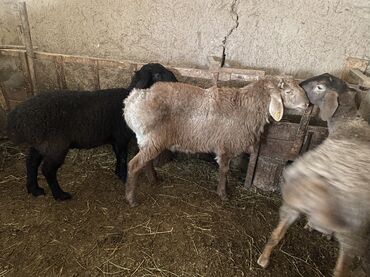 Бараны, овцы: Продаю | Баран (самец) | Полукровка | На забой, Для разведения | Осеменитель — 4