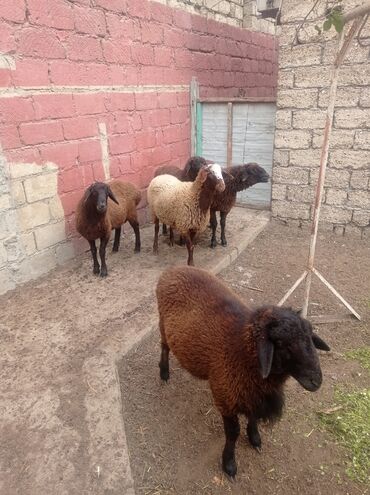 Qoyunlar, qoçlar: Erkək, Qala, il: 1, Damazlıq, Ətlik, Ünvandan götürmə — 20