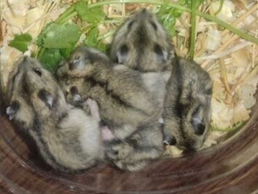 Akvariumlar: Cırtdan hamsterlər-insan əlinə tam öyrədilmiş 1aylıqdırlar. Əlavə