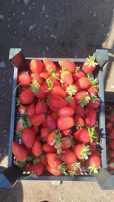 Помидоры: Помидоры Сливки — 11