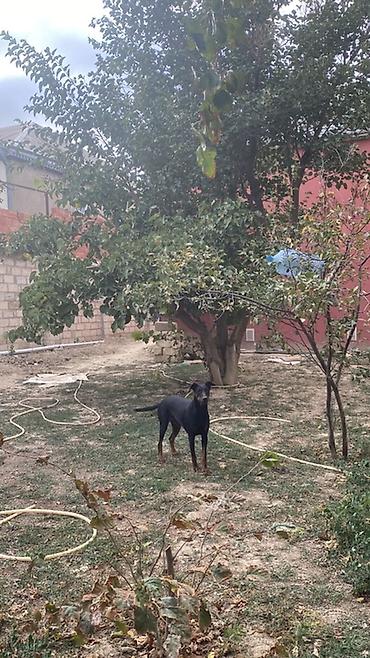 qurdbasar it: Doberman, 11 ay, Dişi, Ünvandan götürmə — 4