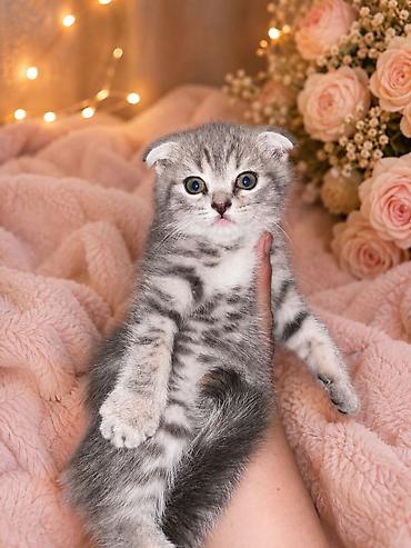 Кошки: Шотландская вислоухая — 9