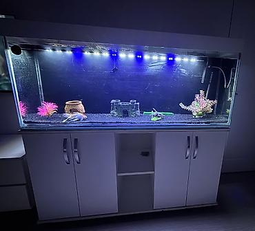Akvarium 250 azn satilir‼️ 1.40 uzunluğu,55sm Hündürlük,35 sm eni