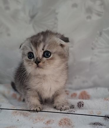 Продажа кошек: Скотиш Фолд (Шотландская вислоухая), 2 месяца, Мальчик, Приучена к лотку, Проглистована — 4