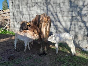 животные коровы: Продаю | Корова (самка), Музоо, торпок | Алатауская | Для молока | После отела