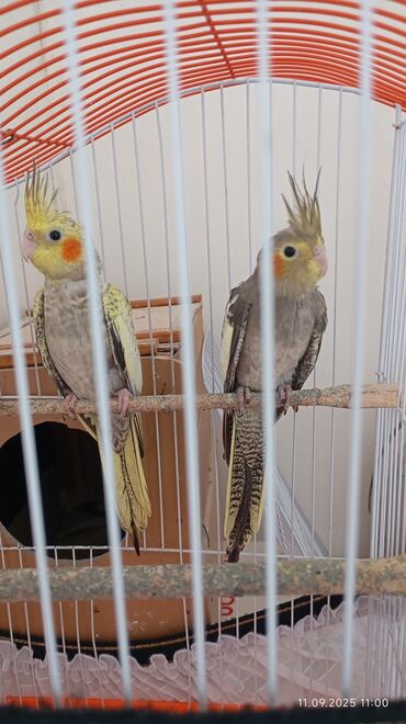 Птицы: Nymph kakadular (Cockatiel) – cütlük Məhsul təsviri: - Növ: Nymph