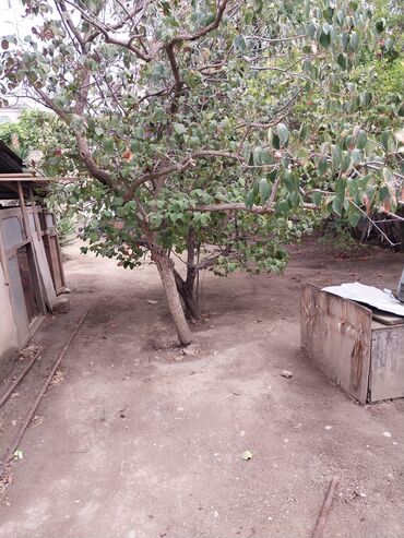 Torpaq sahələrinin satışı: 65 sot, Tikinti, Makler, Kupça (Çıxarış) — 5