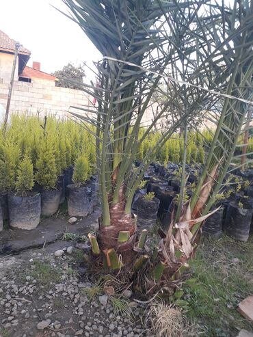 palma ağacı satışı: 9 ilin ağacı