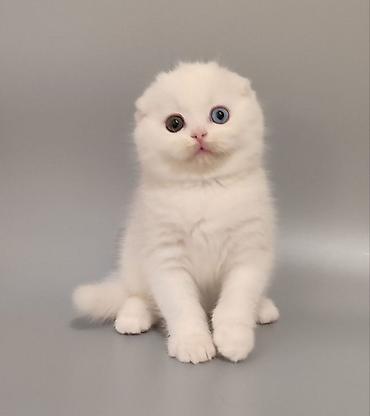 Кошки: Шотландская вислоухая — 6