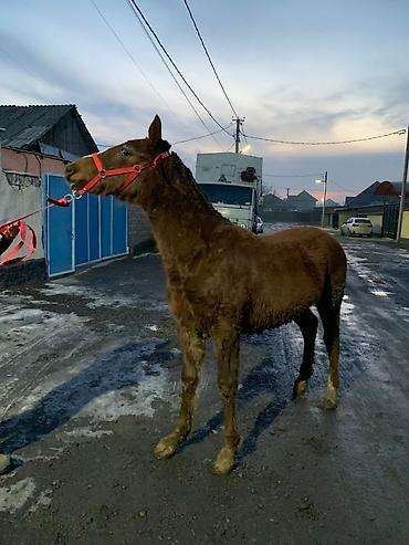 Лошади, кони: Продаю | Жеребенок | Рабочий — 2