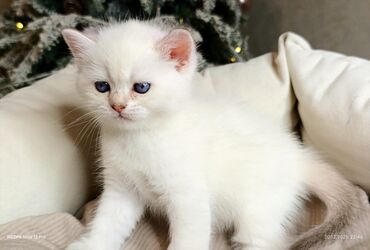 Xaltalar, qayışlar və tasmalar: 3 dişi öz pişiyimin balasıdır makler deiləm — 20