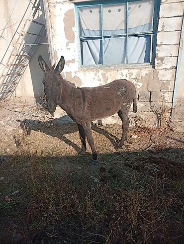 Осёл рабочий, тёмно‑бурой масти. Основные характеристики: - Крепкое