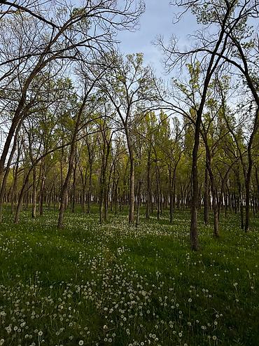 секс в иссык куле: 100 соток, Для строительства, Договор купли-продажи — 7