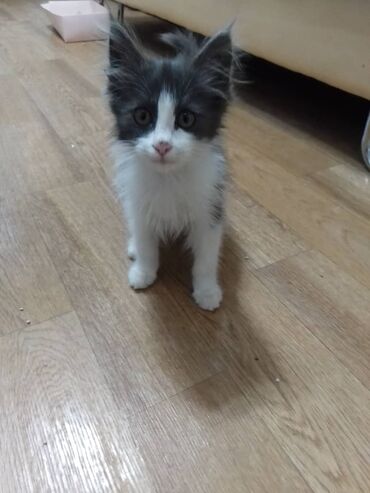 шатланский котенок: Котенок мальчик 2 месяца. Жил во дворе, ищет дом.Нашли временную