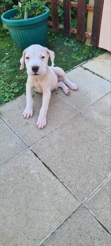Psi: Na prodaju 9 prelepih štenaca DOGO ARGENTINO, 1 ima flekicu na oku i — 3