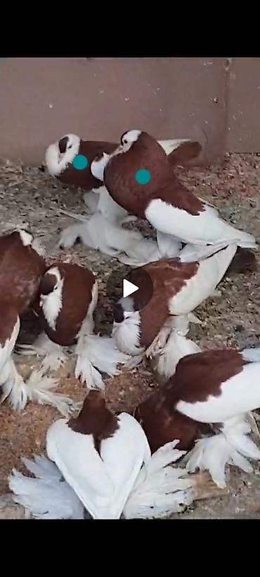 Pişiklər: Pişiklər -da lalafo.az — 25 Pişiklər: Pişiklər — 25