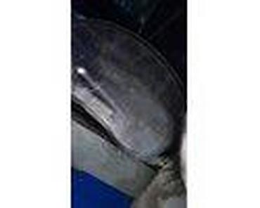 Glave motora: KILOMETER SAT ZA FORD FOCUS OD 2005. DO 2007. GOD. | FORD velika — 11