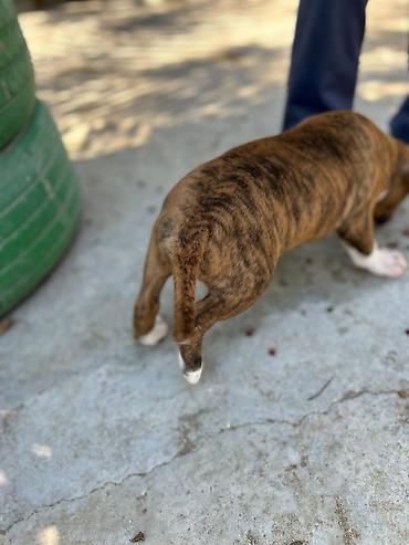 ev heyvan: Pitbul — 7