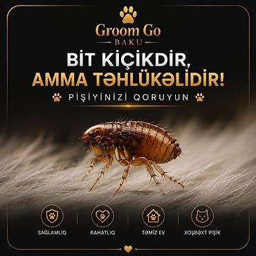 pisik hekimi: Groom Go Baku – Premium Home Grooming (Bakı daxilində) Pişiyinizin — 7