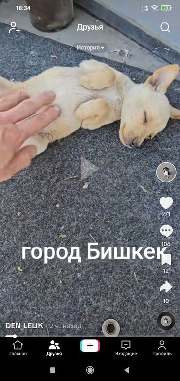 отдам даром телефон: Отдаем бесплатно в добрые руки щенков 3 шт, г.Бишкек, район 10 мкрн