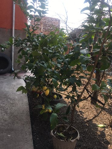 Декоративные деревья: Продается лимонное дерево с плодами и без, многолетние и молодые — 11