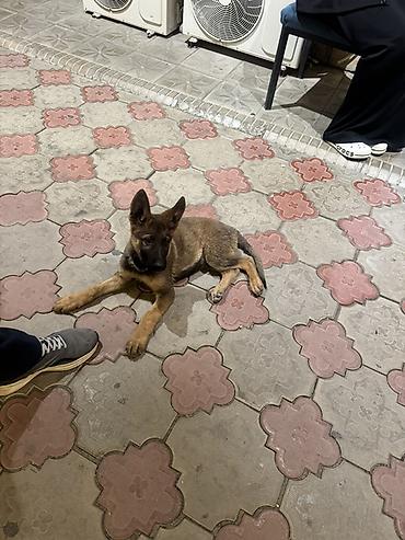 Собака даром: Бельгийская овчарка, 3 месяца, Самец at lalafo.kg Собака даром: Бельгийская овчарка, 3 месяца, Самец