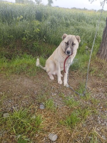 bokser it: Qurdbasar, 11 ay, Erkek, Peyvəndli, Ünvandan götürmə